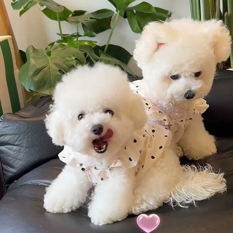 T00182 Dog summer clothes Korean version cute ins princess dress pet small dog Teddy Bichon Pomeranian dress