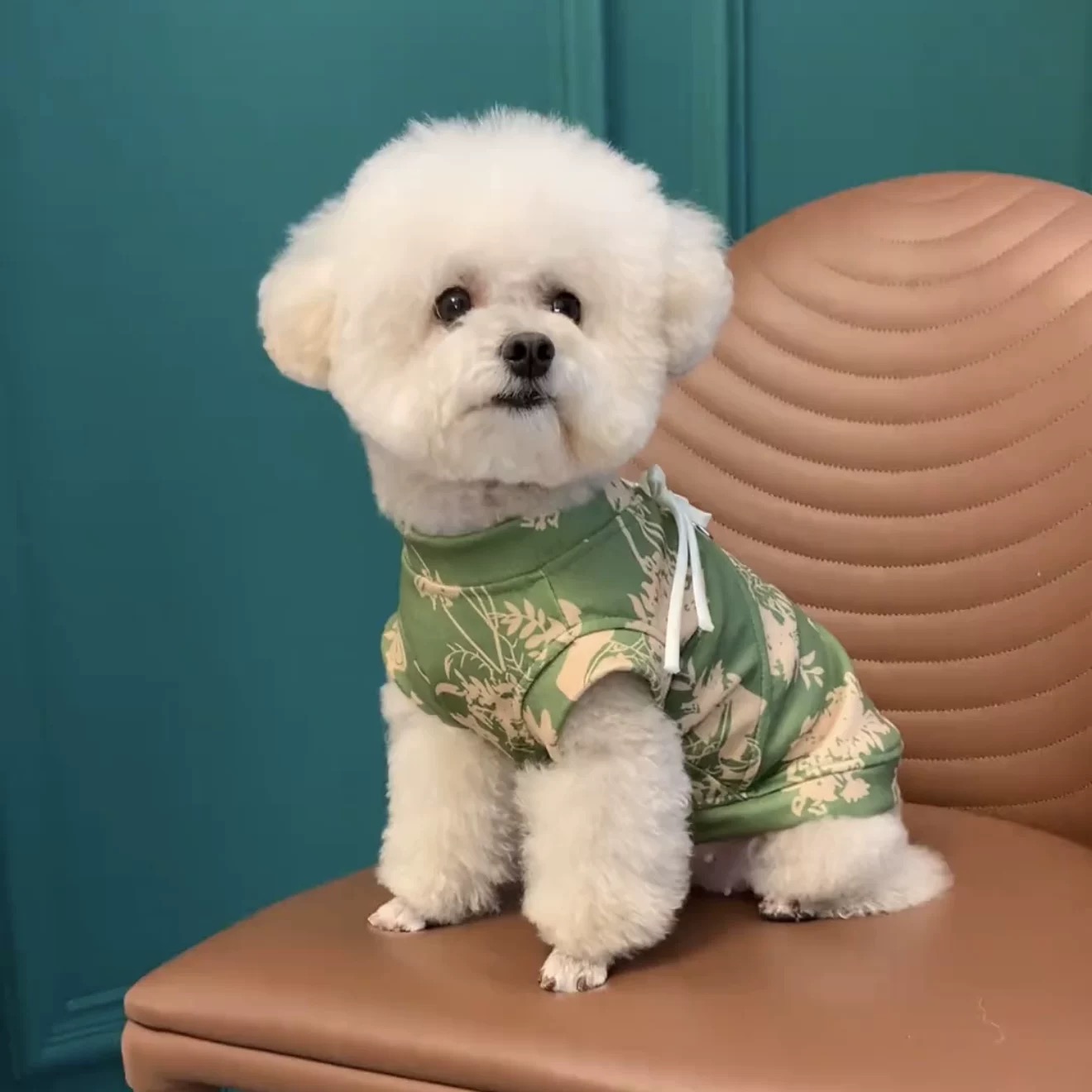 T00188 Dog clothes spring and summer clothes with traction ring 2025 new cute ins small dog Teddy Bichon Pomeranian summer clothes