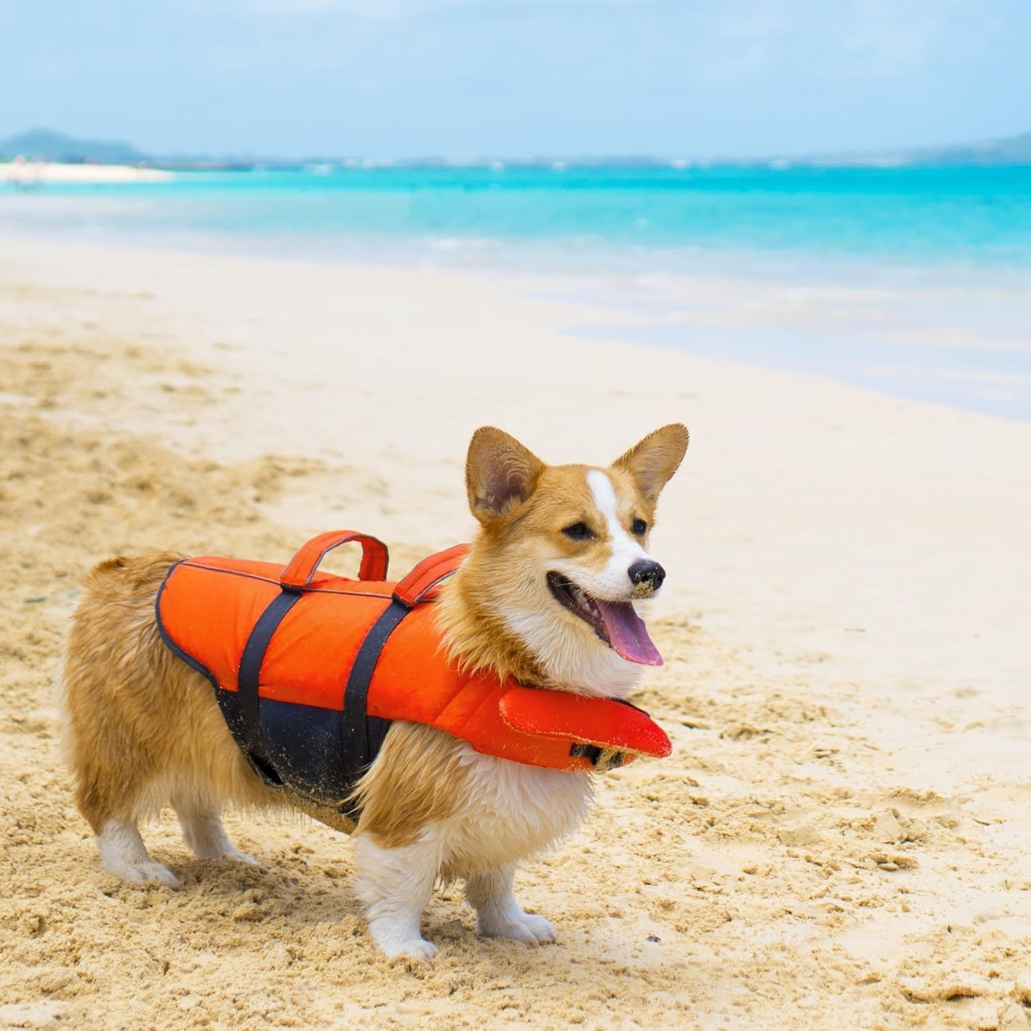 Outward Hound Splash Dog Life Jacket, High-Buoyancy Dog Life Vest for Swimming, Boating, and Water Safety, Multi Sizes and Colors
