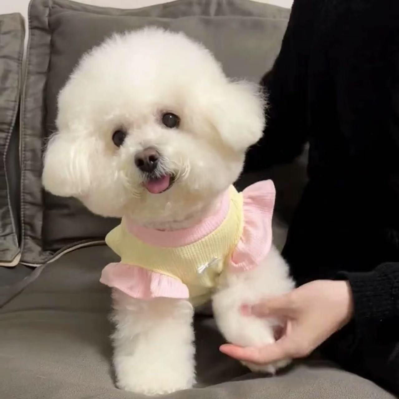 T00189 Pet dog clothes with traction ring spring and summer small dog Teddy Bichon Pomeranian puppy summer skirt