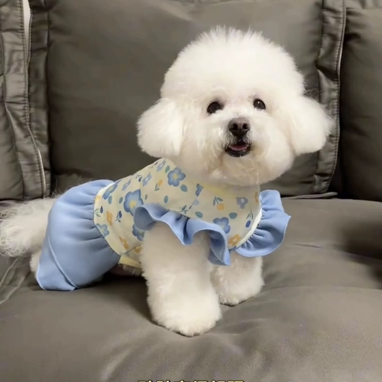 T00183 Dog clothes spring cute ins princess style skirt Teddy Bichon Pomeranian small dog can be pulled spring and autumn clothes