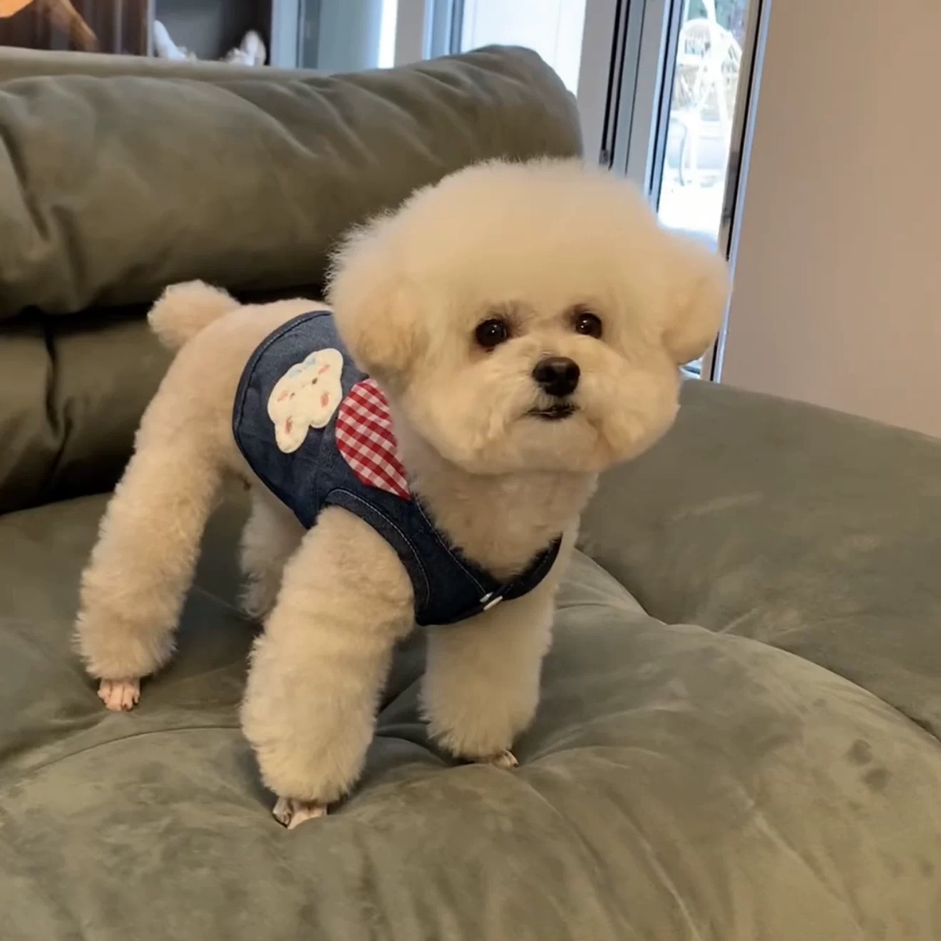T00000Pullable dog clothes summer clothes small dog Teddy Bichon Pomeranian cat Korean cute ins summer vest