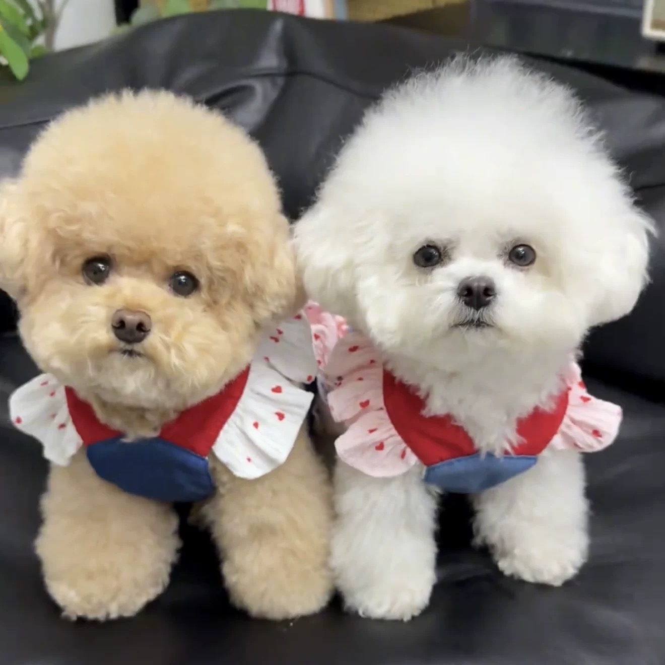 T00191 Pet dog summer clothes Korean version cute ins small dog Teddy Bichon Pomeranian camisole vest