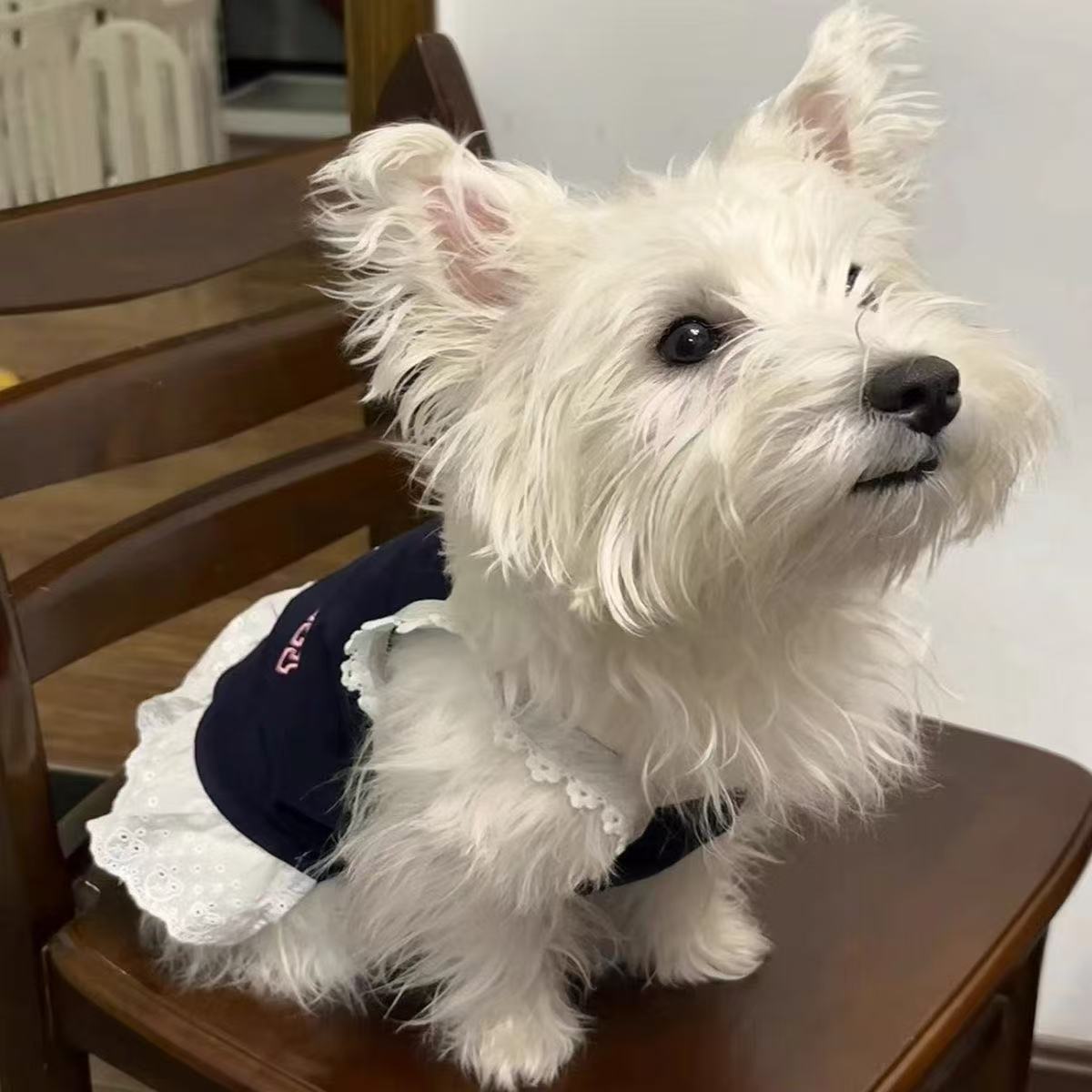 T00193 Clothes Spring Summer Thin Striped Belt Traction Buckle Vest Pet Cat Bichon Teddy
