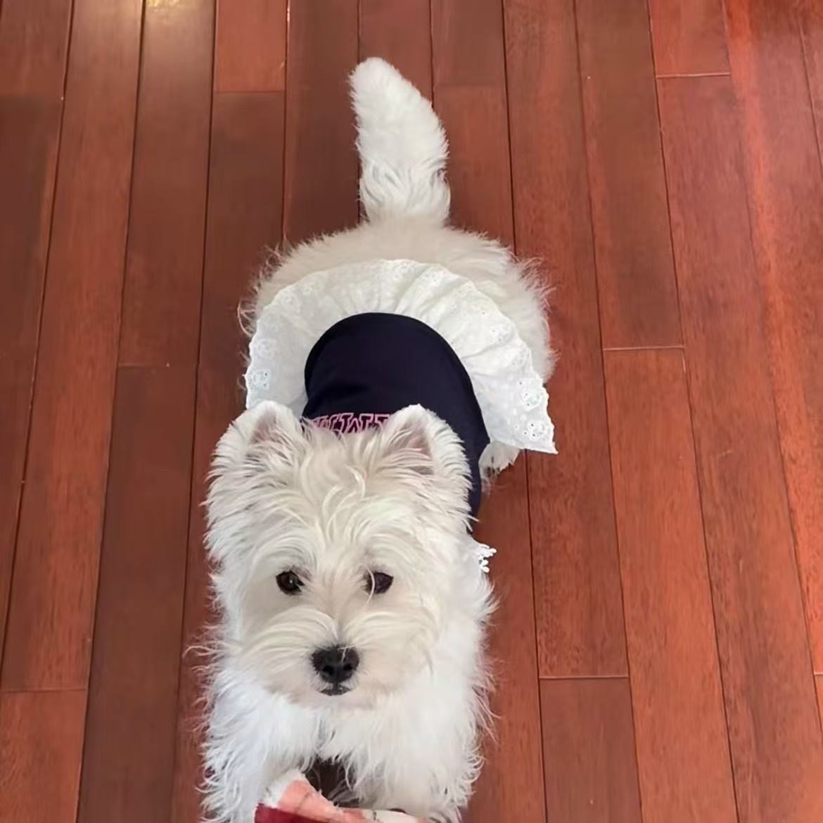 T00193 Clothes Spring Summer Thin Striped Belt Traction Buckle Vest Pet Cat Bichon Teddy