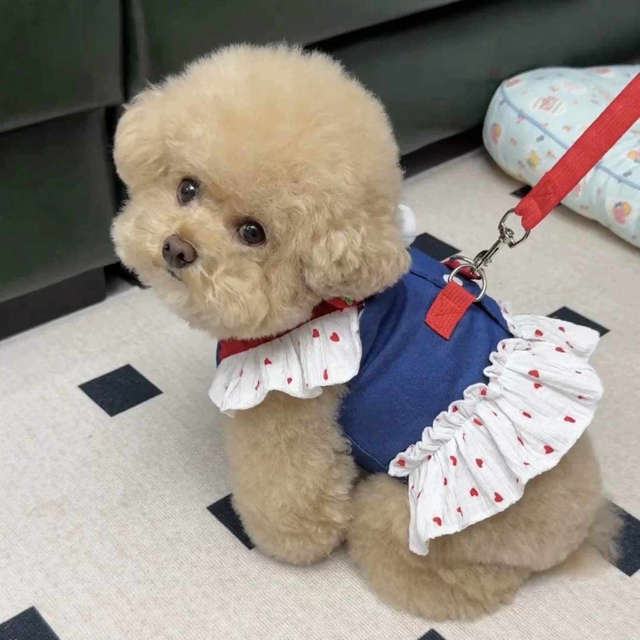 T00191 Pet dog summer clothes Korean version cute ins small dog Teddy Bichon Pomeranian camisole vest