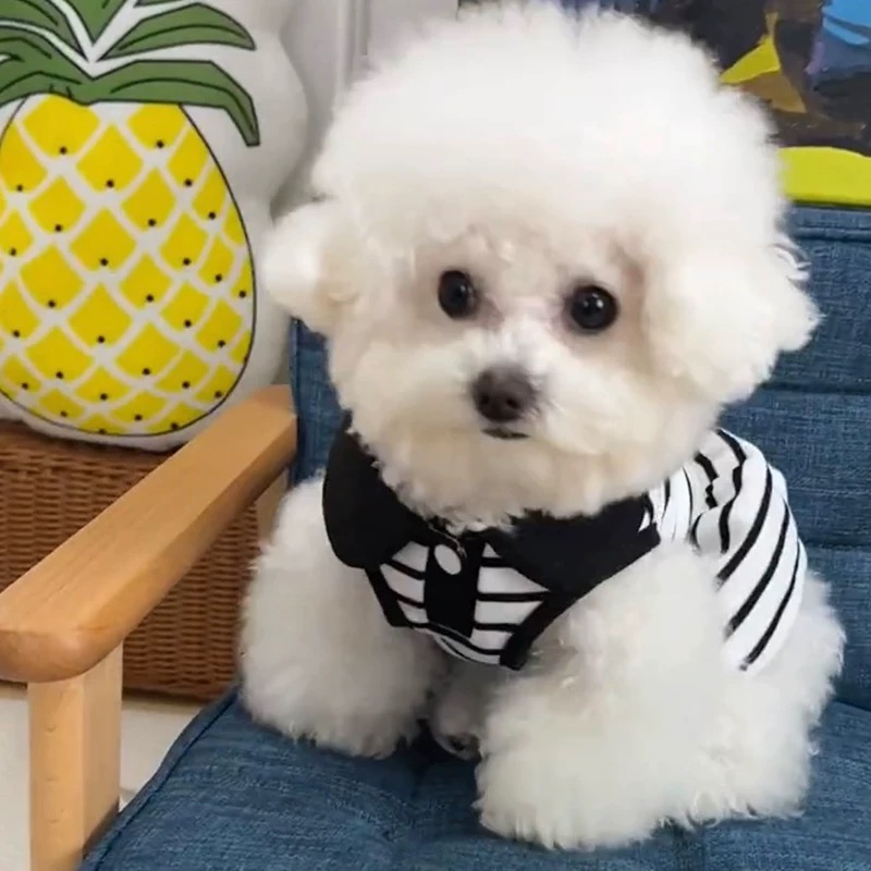 T00190 Dog clothes autumn and winter clothes plus velvet thick new Korean version ins cute can pull the puppy warm cotton coat