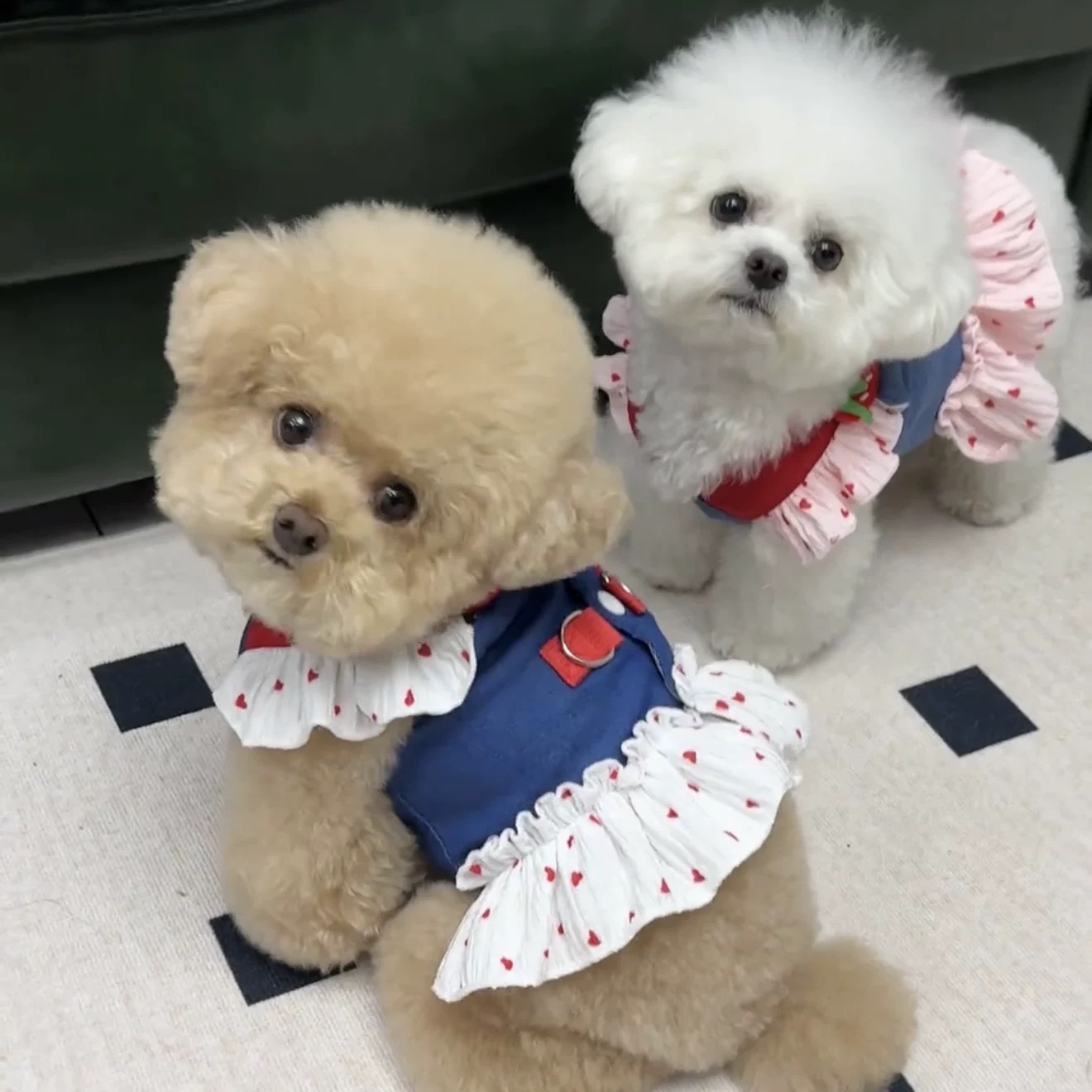 T00191 Pet dog summer clothes Korean version cute ins small dog Teddy Bichon Pomeranian camisole vest