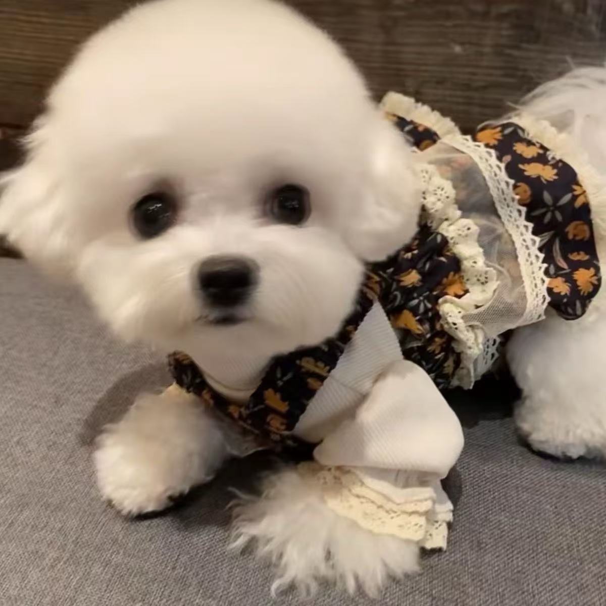 T00195 Pet cats and dogs spring and summer Korean style gentle and cute small floral cake skirt for small and medium dogs