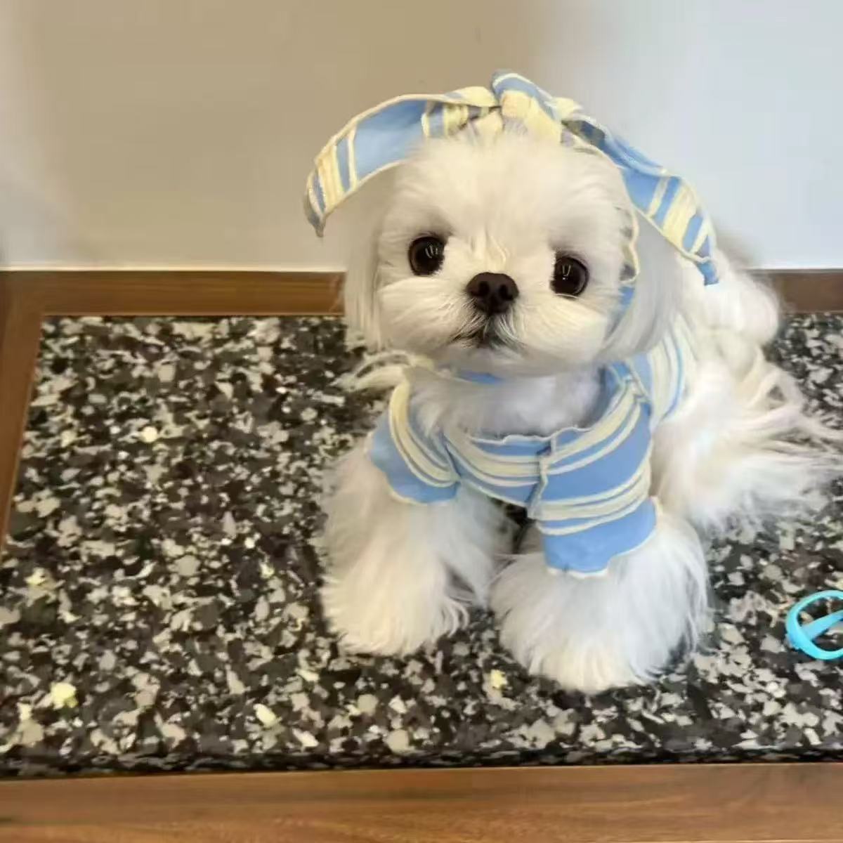 T00200 Spring and autumn thin summer dog pet clothes Schnauzer Maltese small dog Bichon Teddy cat clothes