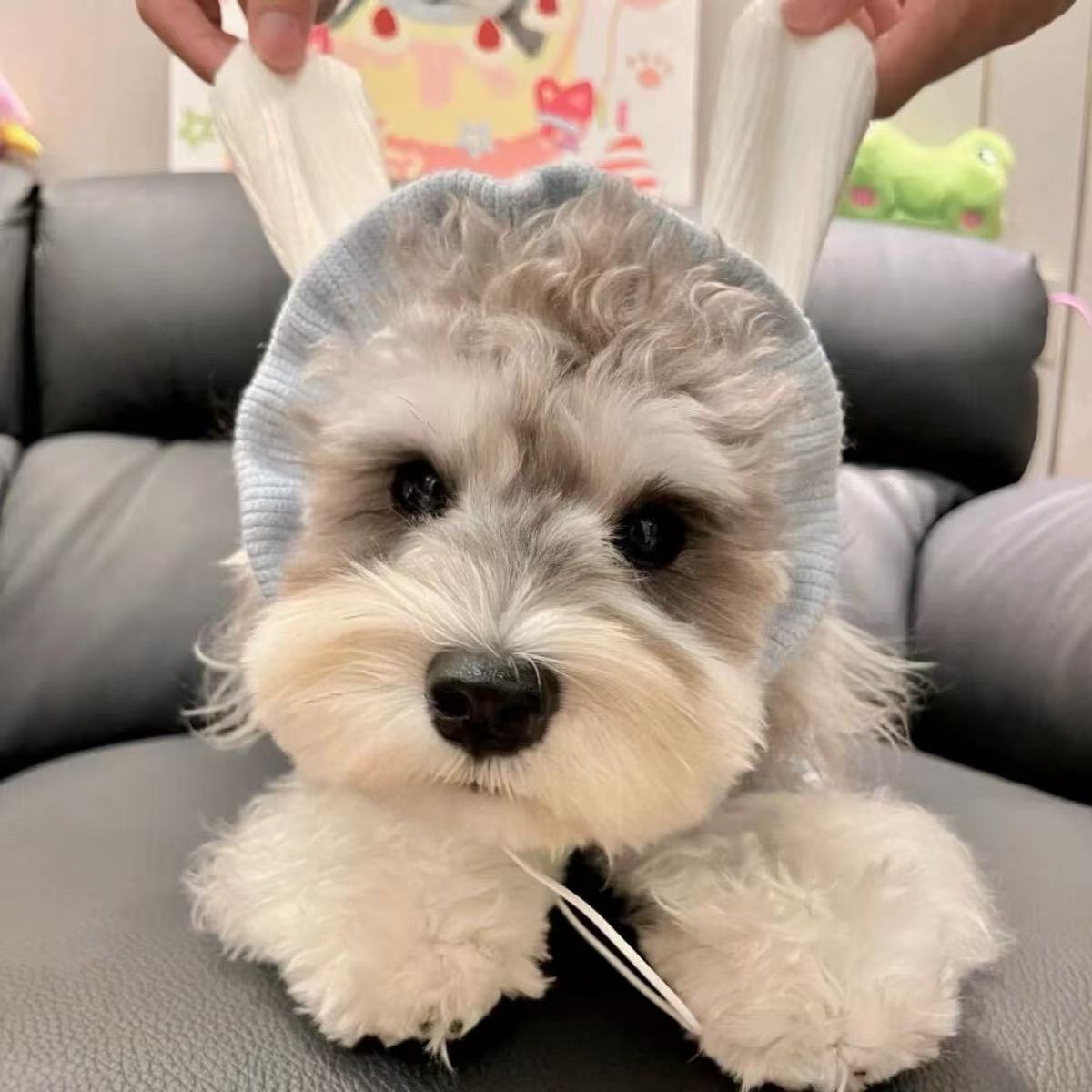 T00197 Pet sweater with hood autumn and winter new trend brand Schnauzer Teddy cold-proof puppy thickened cat clothes
