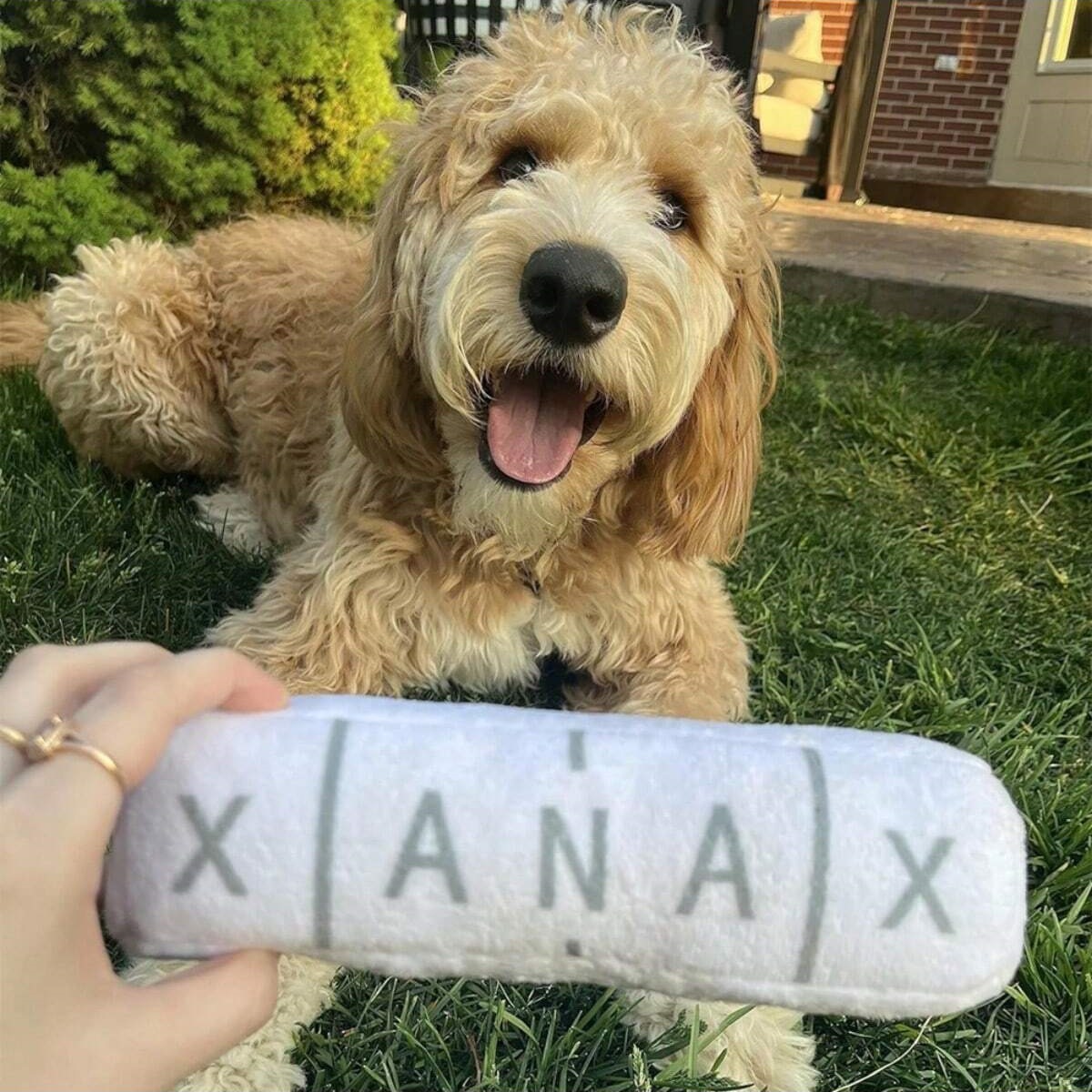 Squeaky Plush Dog Toys Pack for Puppy, Durable Stuffed Plush Chew Toys with Squeakers, Soft Dog Toys for Teeth Cleaning, for Small Medium Large Dogs E