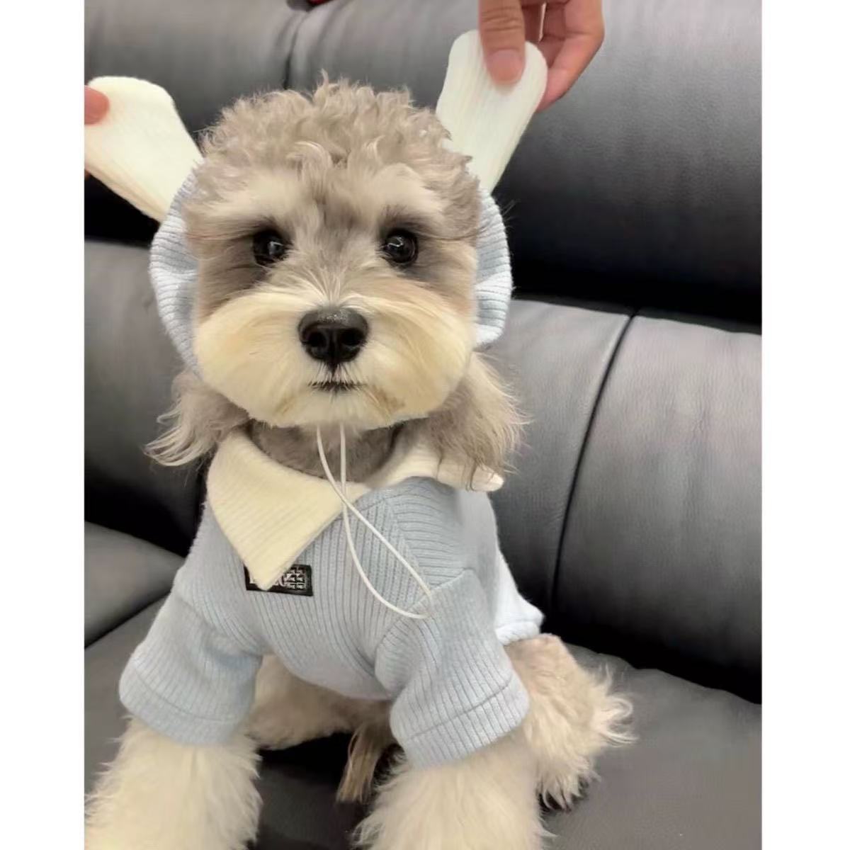 T00197 Pet sweater with hood autumn and winter new trend brand Schnauzer Teddy cold-proof puppy thickened cat clothes