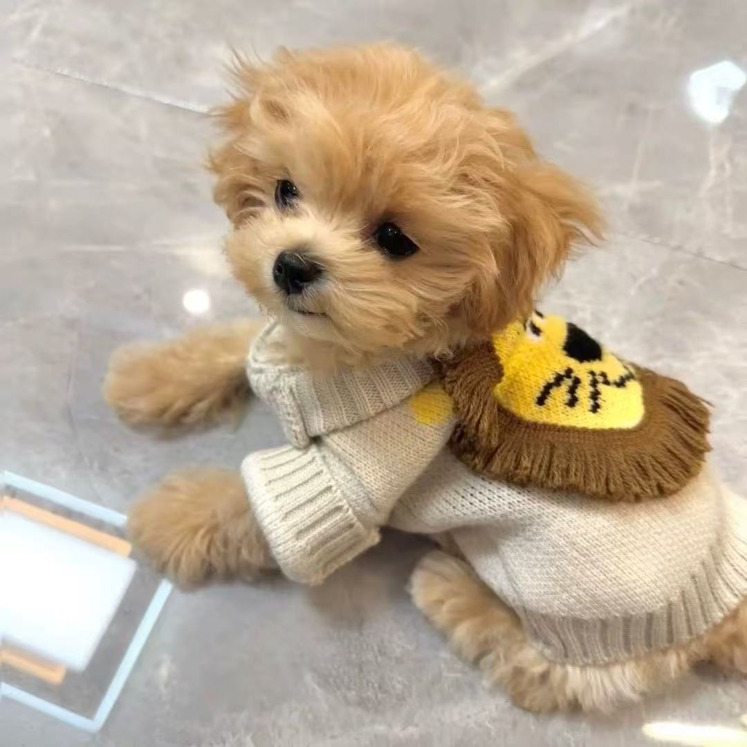 T00199 Puppy Dog Clothes Pet Spring and Autumn Teddy Bichon Schnauzer Small Puppy Autumn and Winter Cute Little Lion Sweater