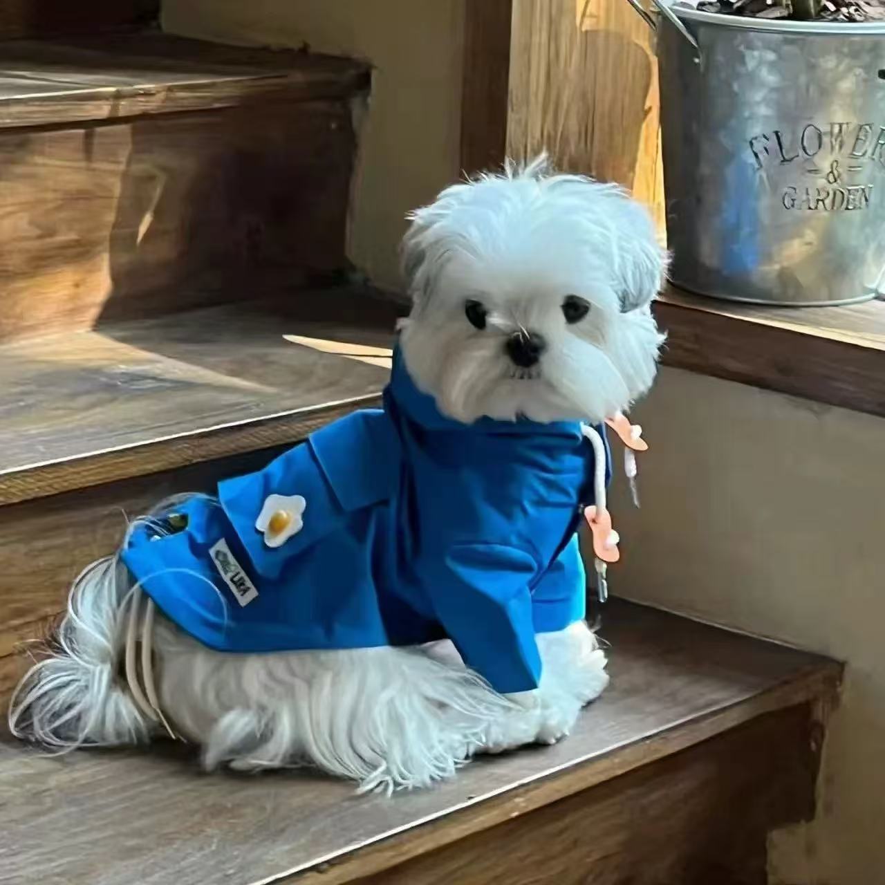 T00203 Pet windproof cotton clothes Maltese Bichon Schnauzer dog cat autumn and winter warm clothes