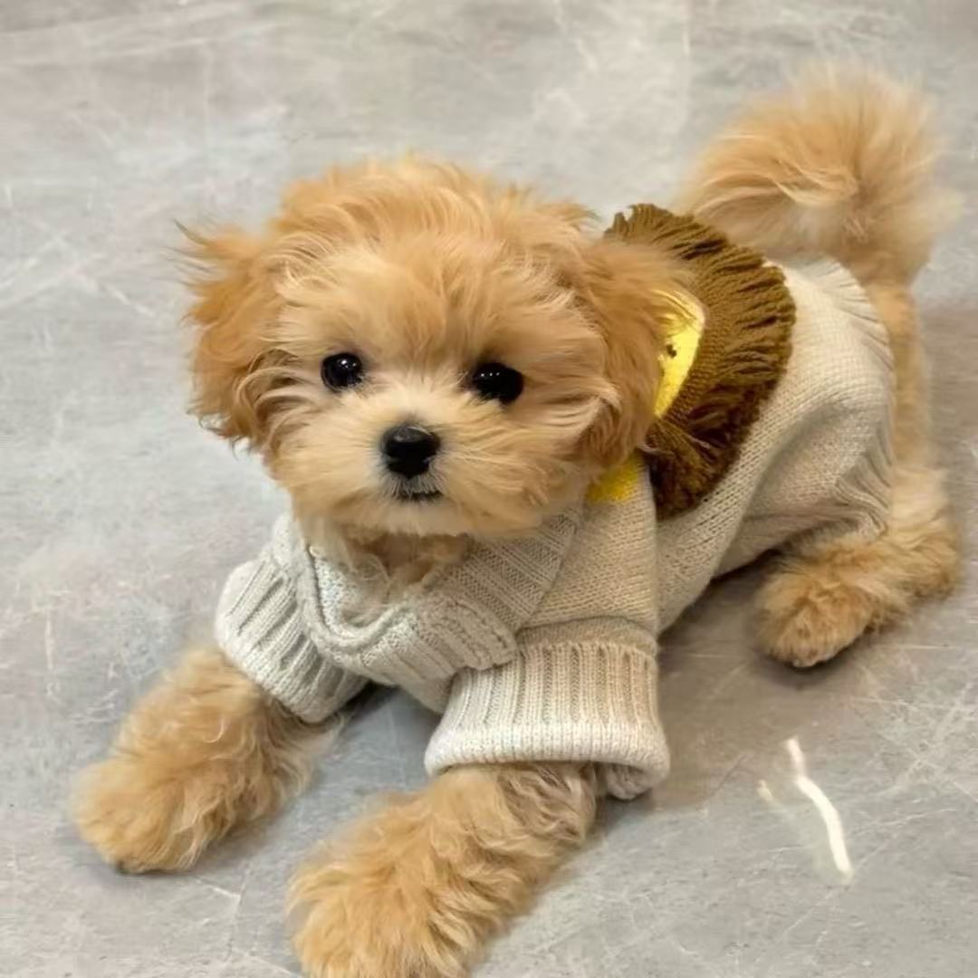T00199 Puppy Dog Clothes Pet Spring and Autumn Teddy Bichon Schnauzer Small Puppy Autumn and Winter Cute Little Lion Sweater