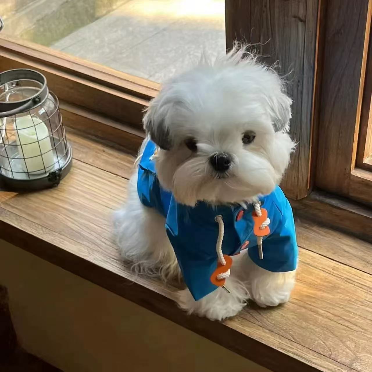 T00203 Pet windproof cotton clothes Maltese Bichon Schnauzer dog cat autumn and winter warm clothes