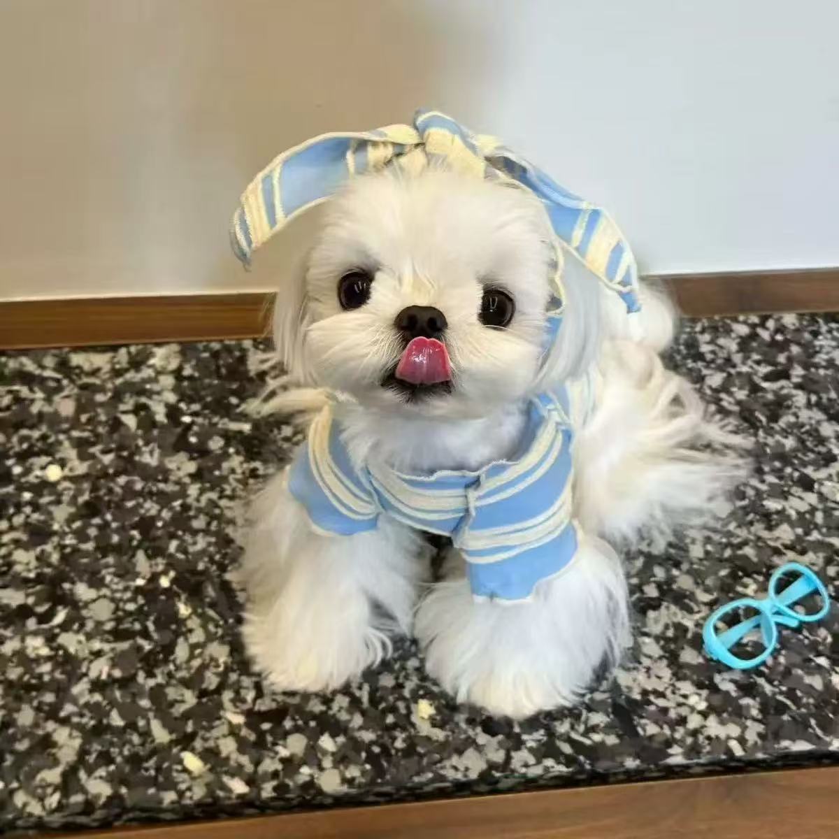 T00200 Spring and autumn thin summer dog pet clothes Schnauzer Maltese small dog Bichon Teddy cat clothes