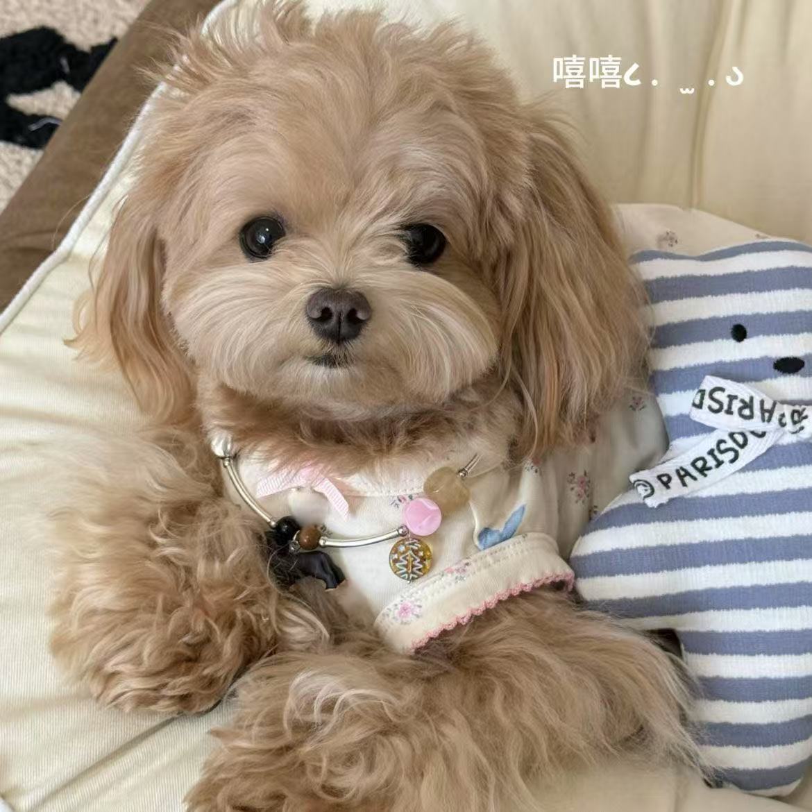 T00214 Pet spring and summer sweet and cute floral vest dress home clothes dog cat anti-hair loss summer small dog clothes