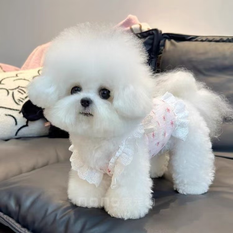 T00217 Dog clothes spring and summer new floral lace suspenders princess skirt pet Bichon Teddy lace vest skirt