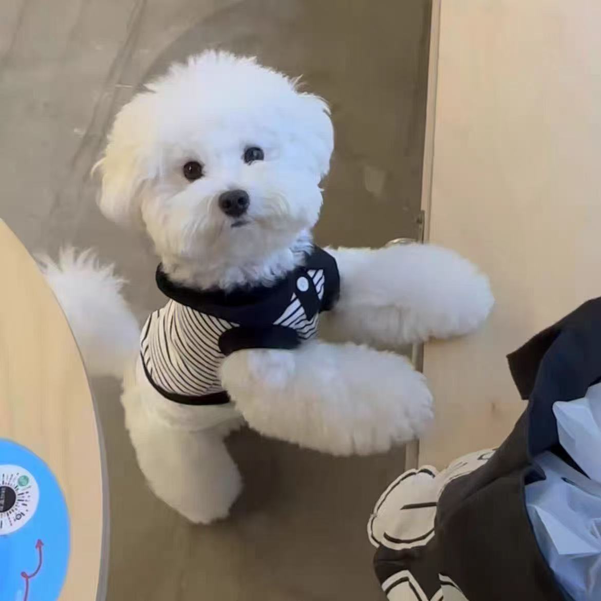T00218 Dog clothes spring and summer thin striped belt traction buckle vest pet cat Bichon Teddy POLO collar vest