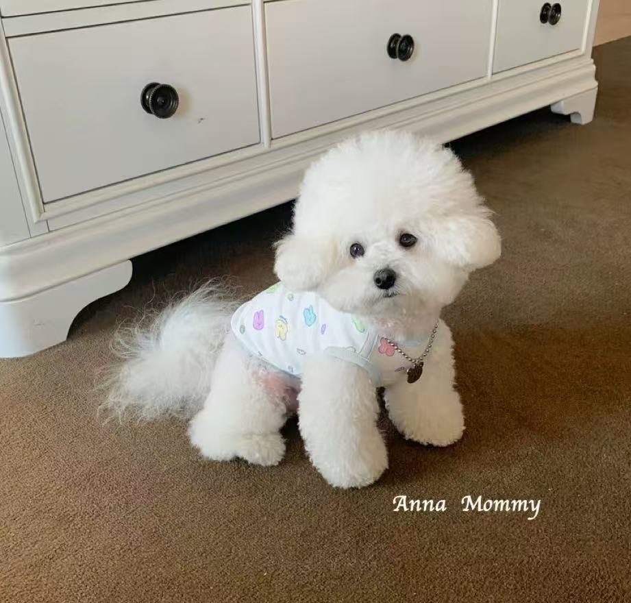 T00234 Send scarf puppy Teddy clothes autumn style Bichon French bulldog pet winter thin style kitten small puppy autumn