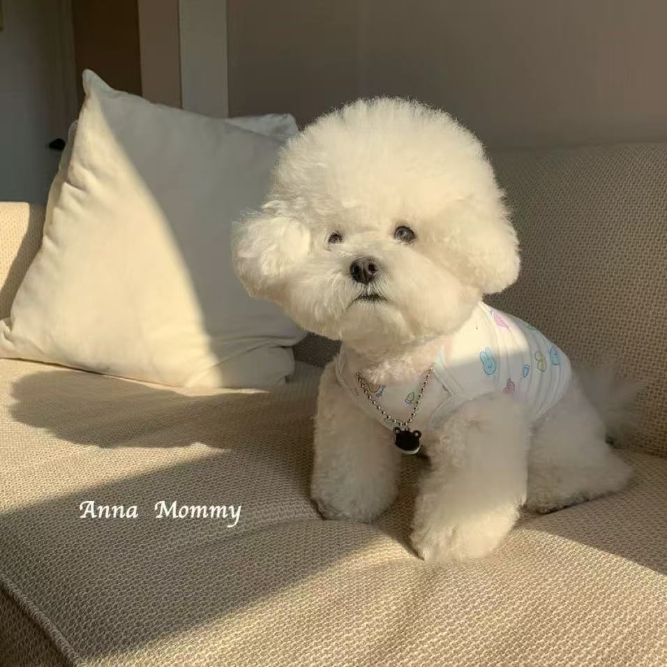 T00234 Send scarf puppy Teddy clothes autumn style Bichon French bulldog pet winter thin style kitten small puppy autumn