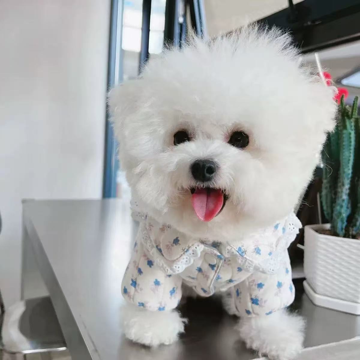 T00241 ElegantCanine Couture Collection Charming Flower Design Winter Outfit for Puppies