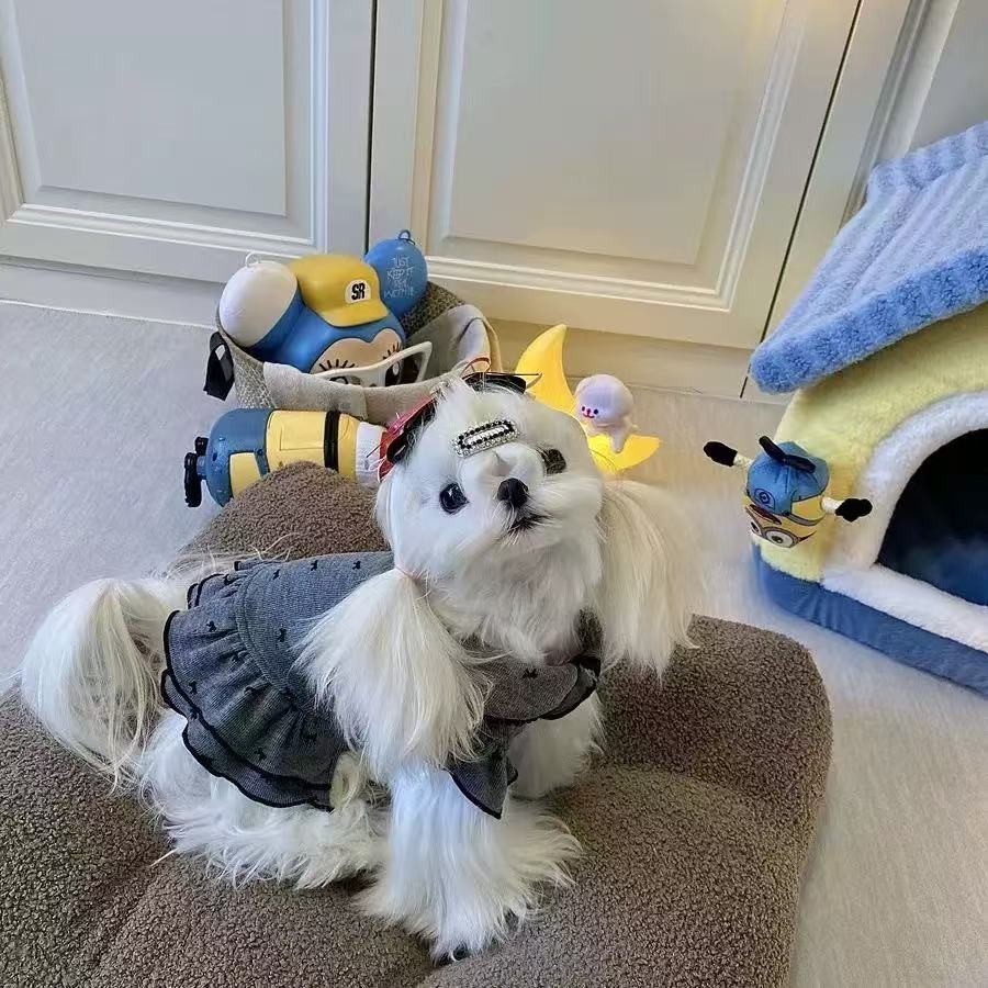 T00240 Pet autumn and winter clothes dog spring and summer vest warm highland two-legged bear Maltese cute small skirt