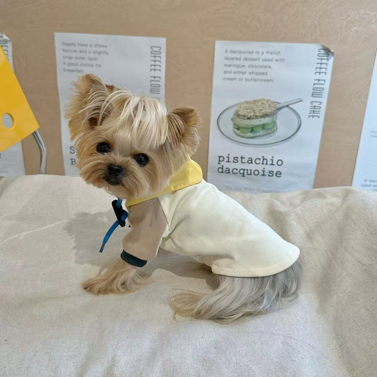 T00261 Pet clothes spring and autumn hooded sweatshirt contrast color hoodie Yorkshire Maltese handsome new clothes