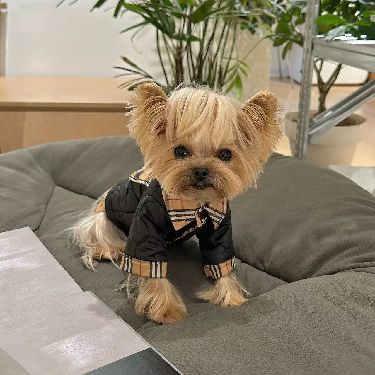 T00262 Pet clothes Yorkshire Maltese autumn and winter simple casual thick warm coat clothes
