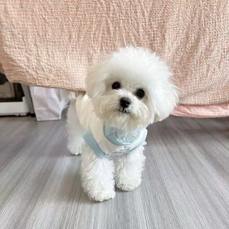 T00256 Thin summer pet puppy clothes Schnauzer Maltese Pomeranian Teddy Bichon small dog anti-hair loss