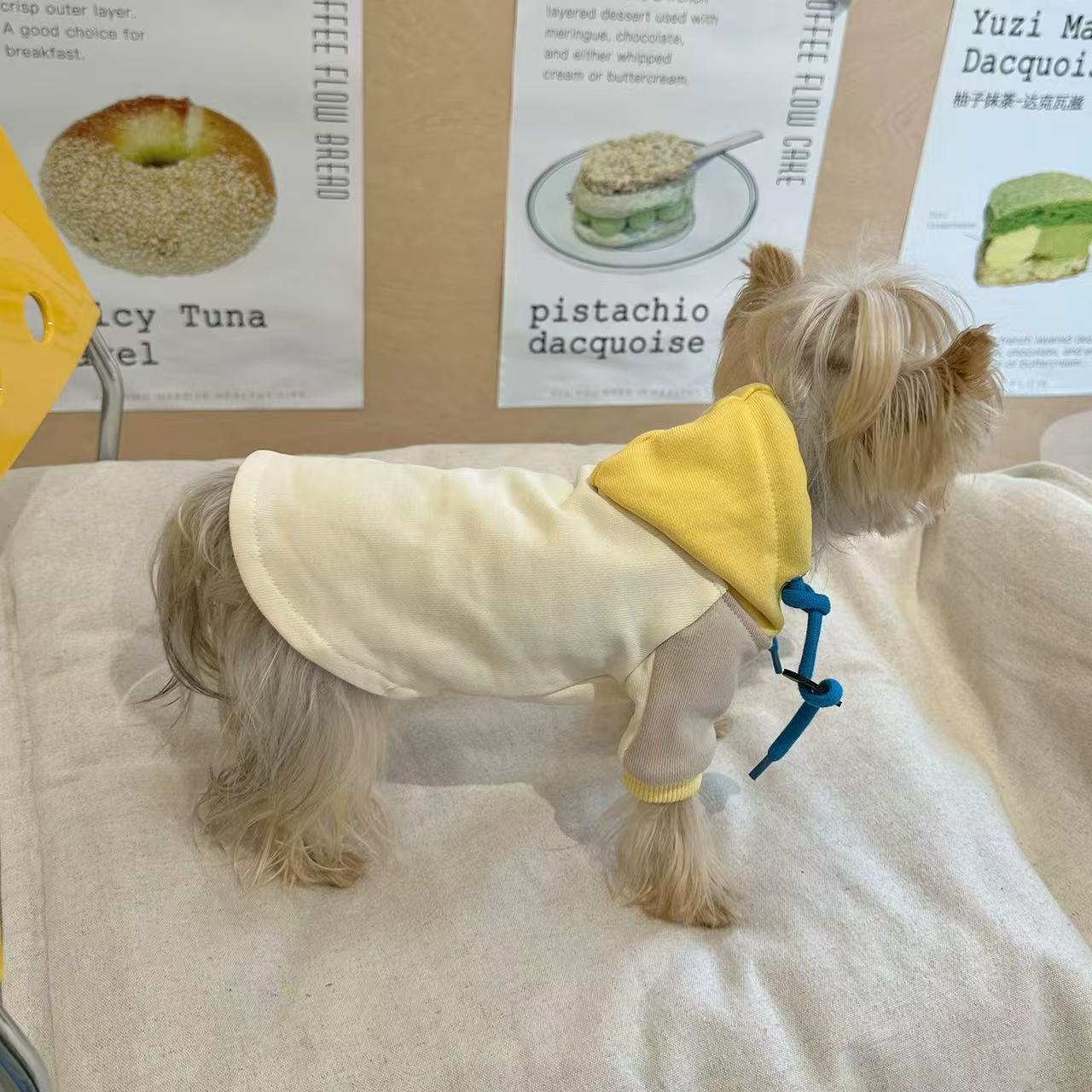 T00261 Pet clothes spring and autumn hooded sweatshirt contrast color hoodie Yorkshire Maltese handsome new clothes