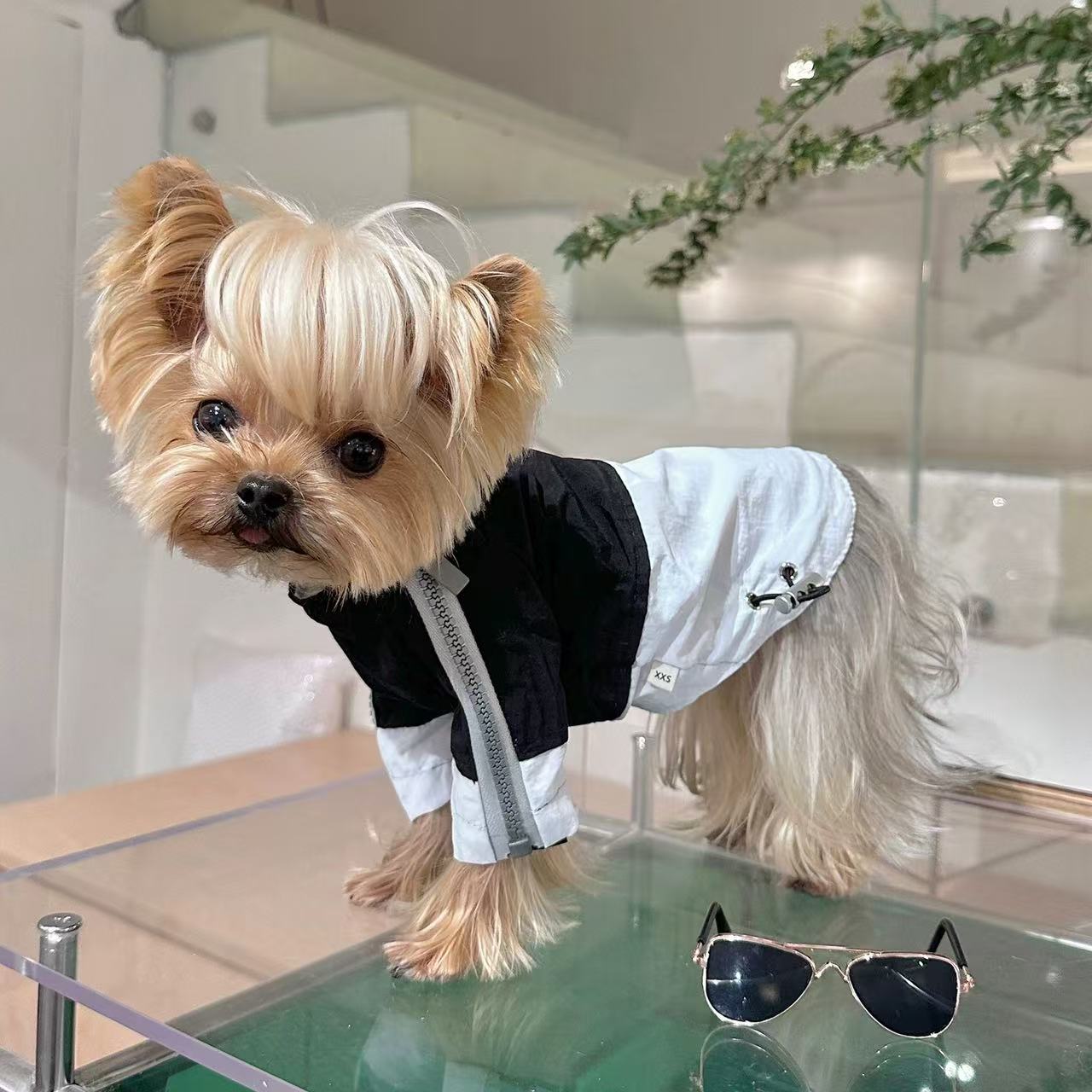T00264 Pet clothes dog T-shirt original custom contrast color light and comfortable breathable Yorkshire Maltese