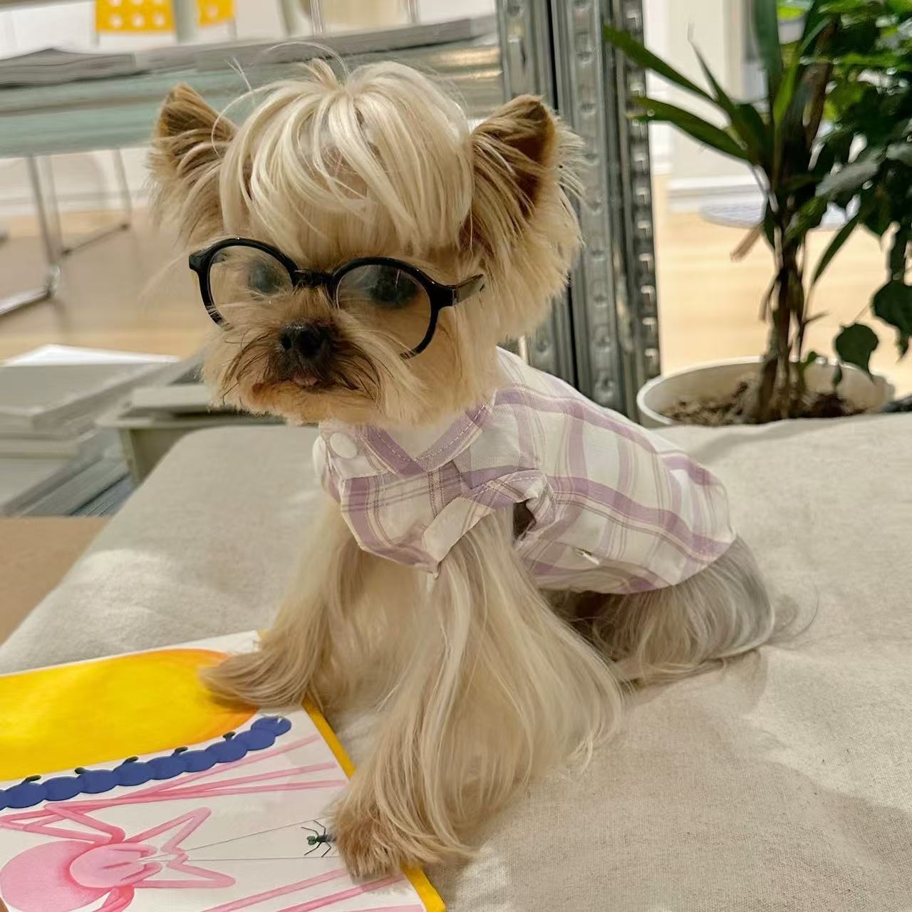 T00275 Xiao Tian Zhou Korean version printed small flying sleeve lace vest Maltese Yorkshire dog cat clothes
