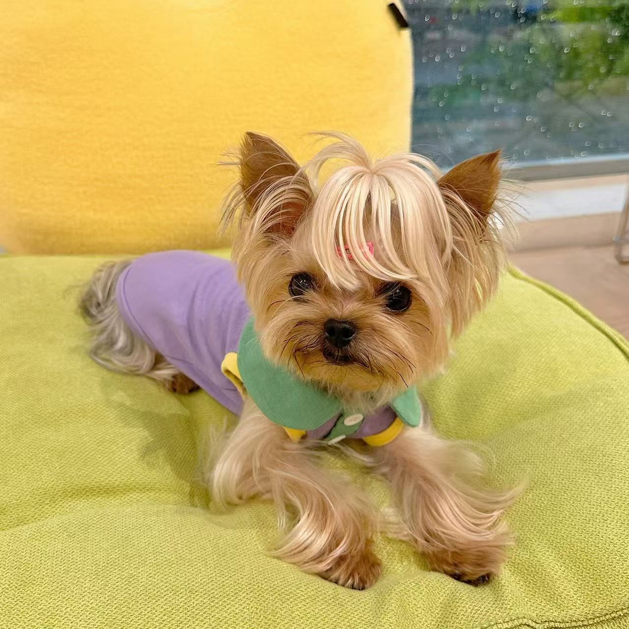 T00274 Xiaotianzhou pet clothes autumn and winter lace lamb fleece warm two-legged skirt Yorkshire Maltese pet clothes