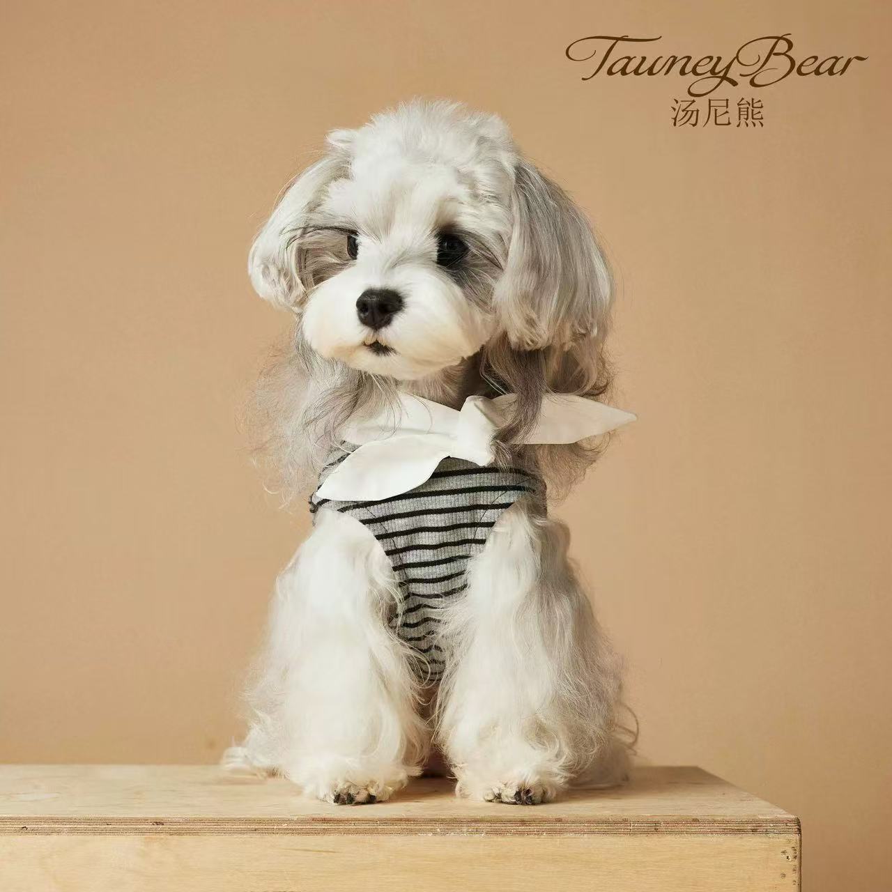 T00284 Spring and Summer Dog Clothes White Shirt Pet Schnauzer Maltese Pomeranian Teddy Bichon Shiba Inu Yorkshire Cat