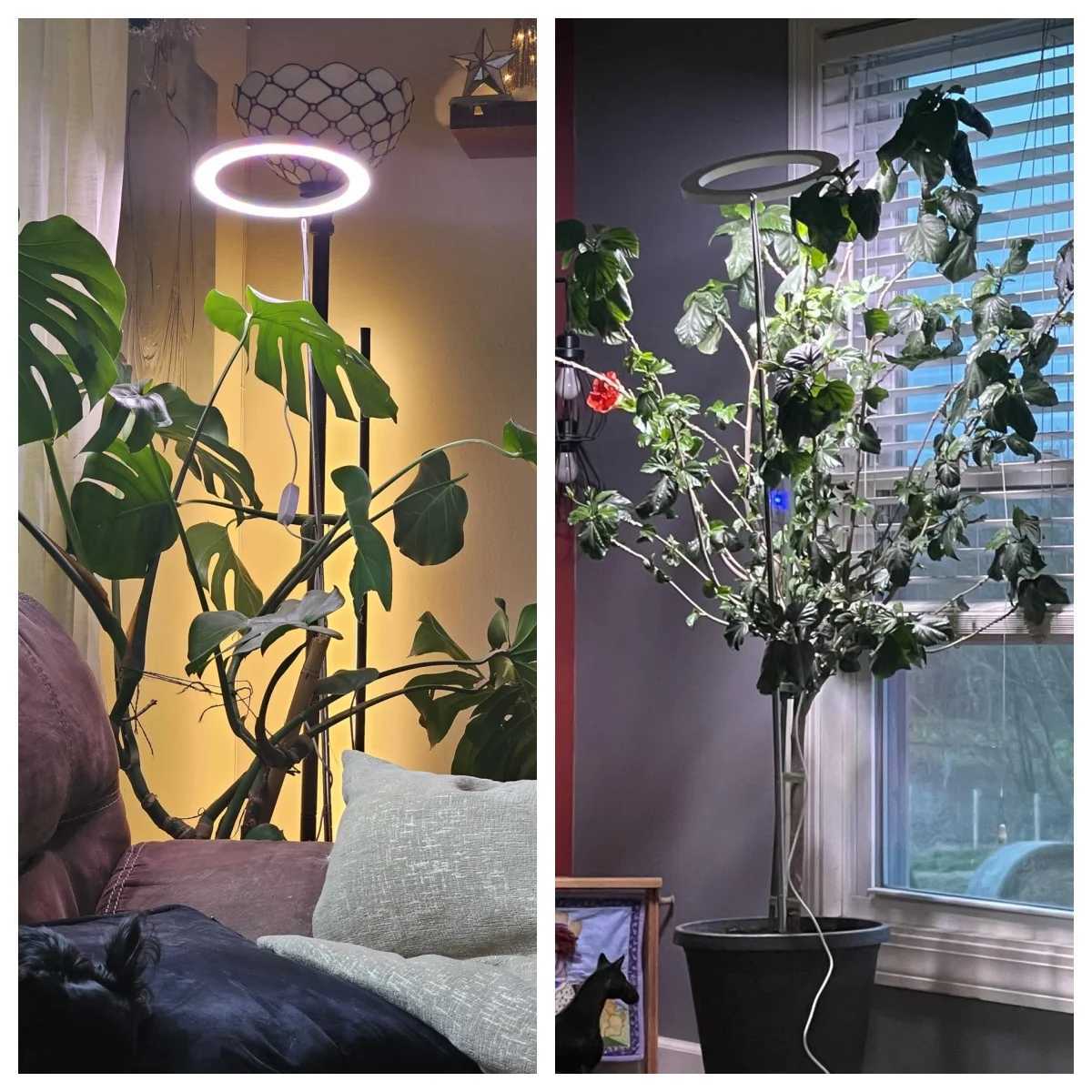 Indoor Full Spectrum Grow Light 6.3 Inch LED High Halo Grow Light with Auto Timer and Adjustable BrightnessXJ250526