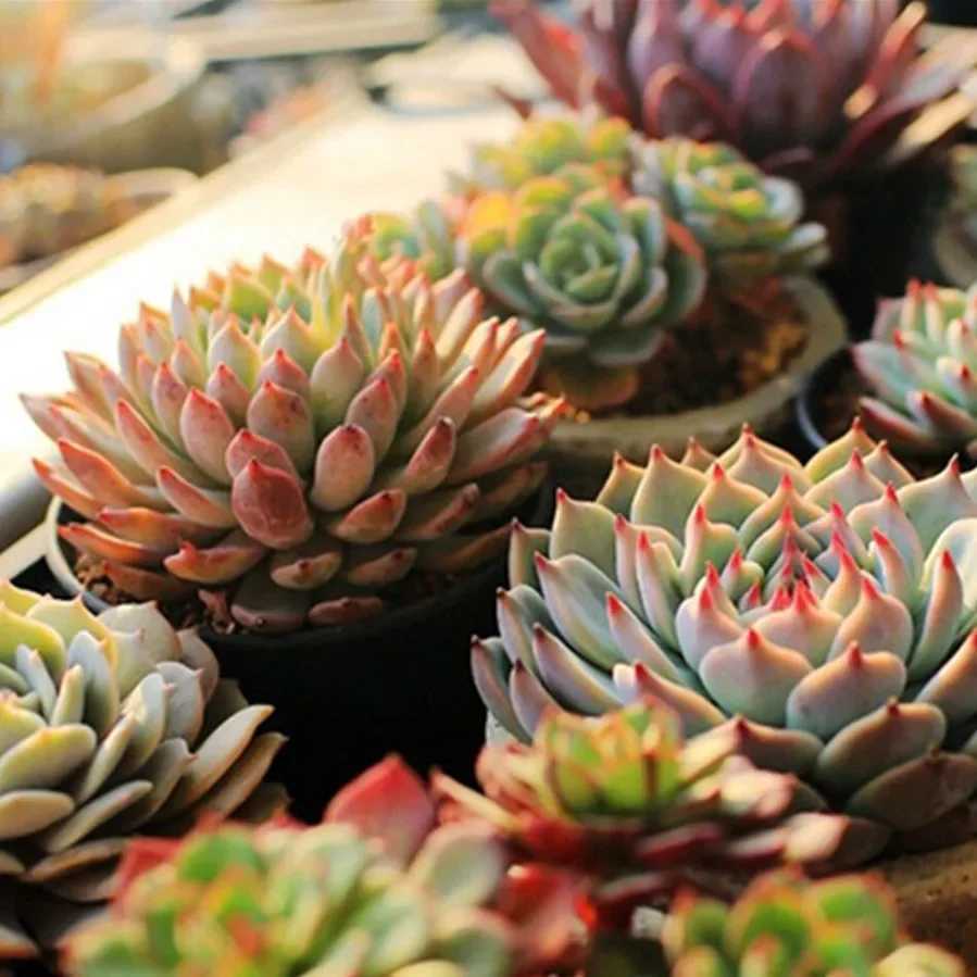 Full Spectrum Plant Lamp USB Grow Light LED Growth Light Phyto Lamp Flower Seedling Hydroponic Lighting Grow Lamp Phyto LampXJ250526