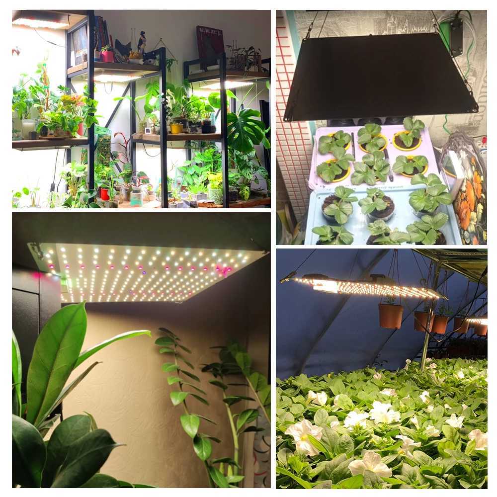 Full spectrum LED growth lamp 65W diode LED daylight quantum growth lamp for greenhouse hydroponic plant growth lightingXJ250526