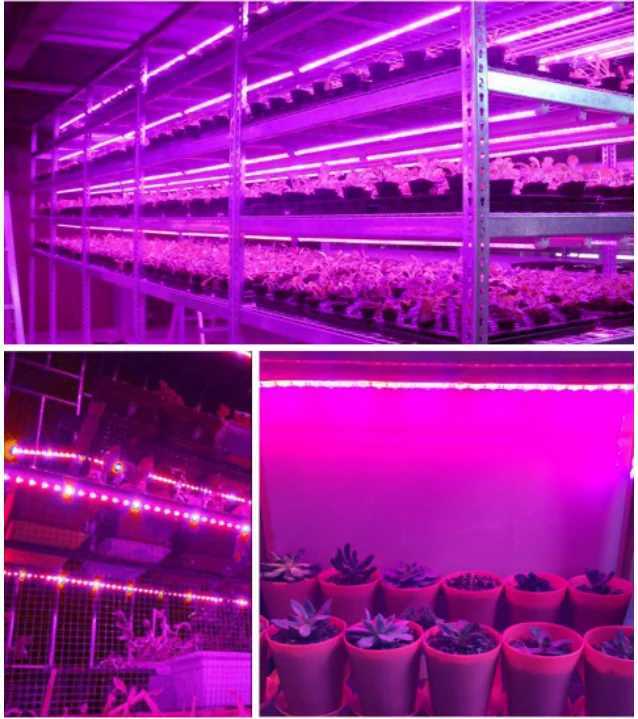 LED Grow Light Full Spectrum USB Grow Light Strip 0.5m 1m 2m 2835 Chip LED Phyto Lamp for Plants Flowers Greenhouse HydroponicXJ250526