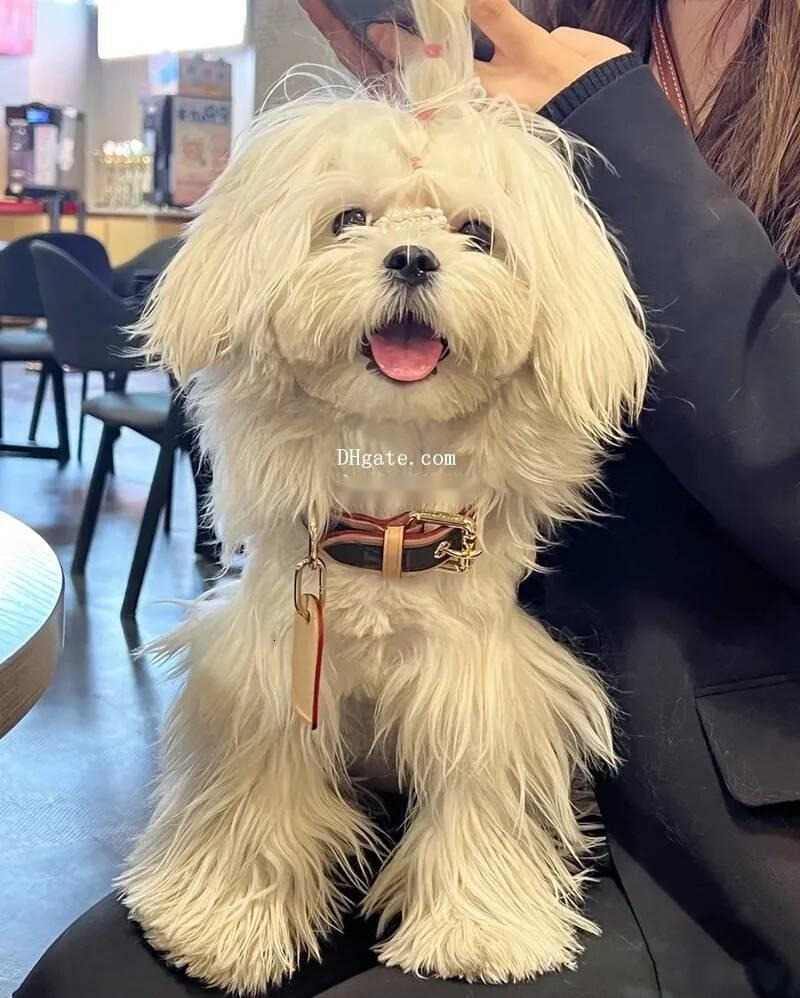 Designer Dog Collars Leashes Set with Classic Old Flower Pattern, Soft Padded Leather Dog Collar with Adjustable Rust-Proof Metal Buckle for Small Dog