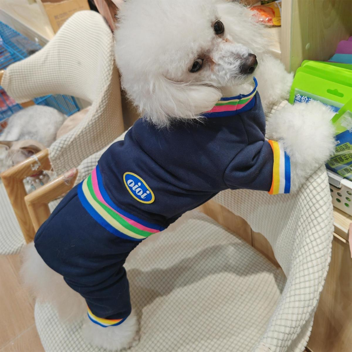 Pet clothing with colored stripes pulling four legged clothes