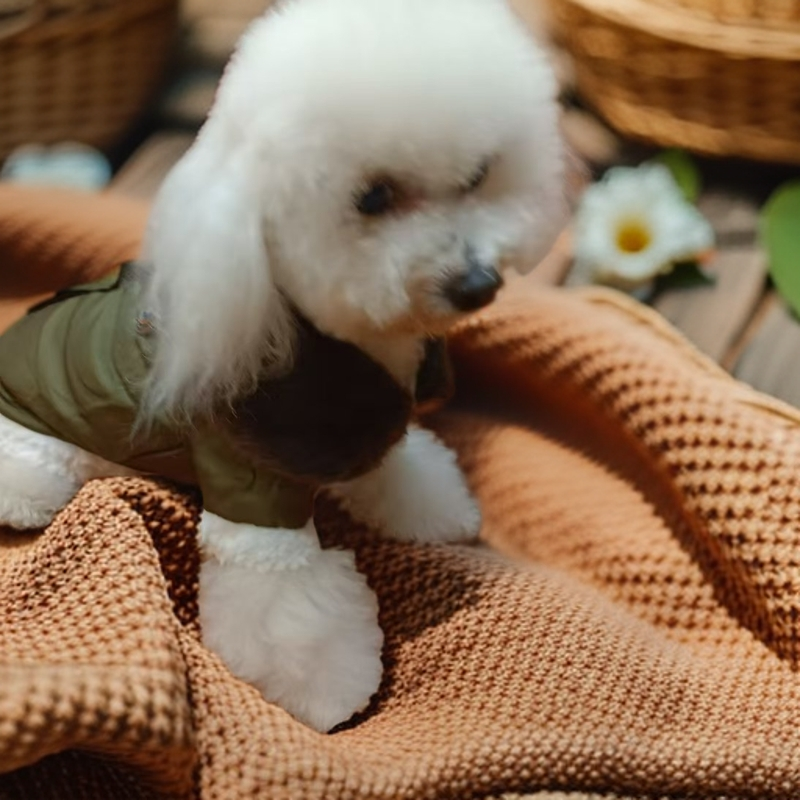 Pet clothing, military coat, two legged coat