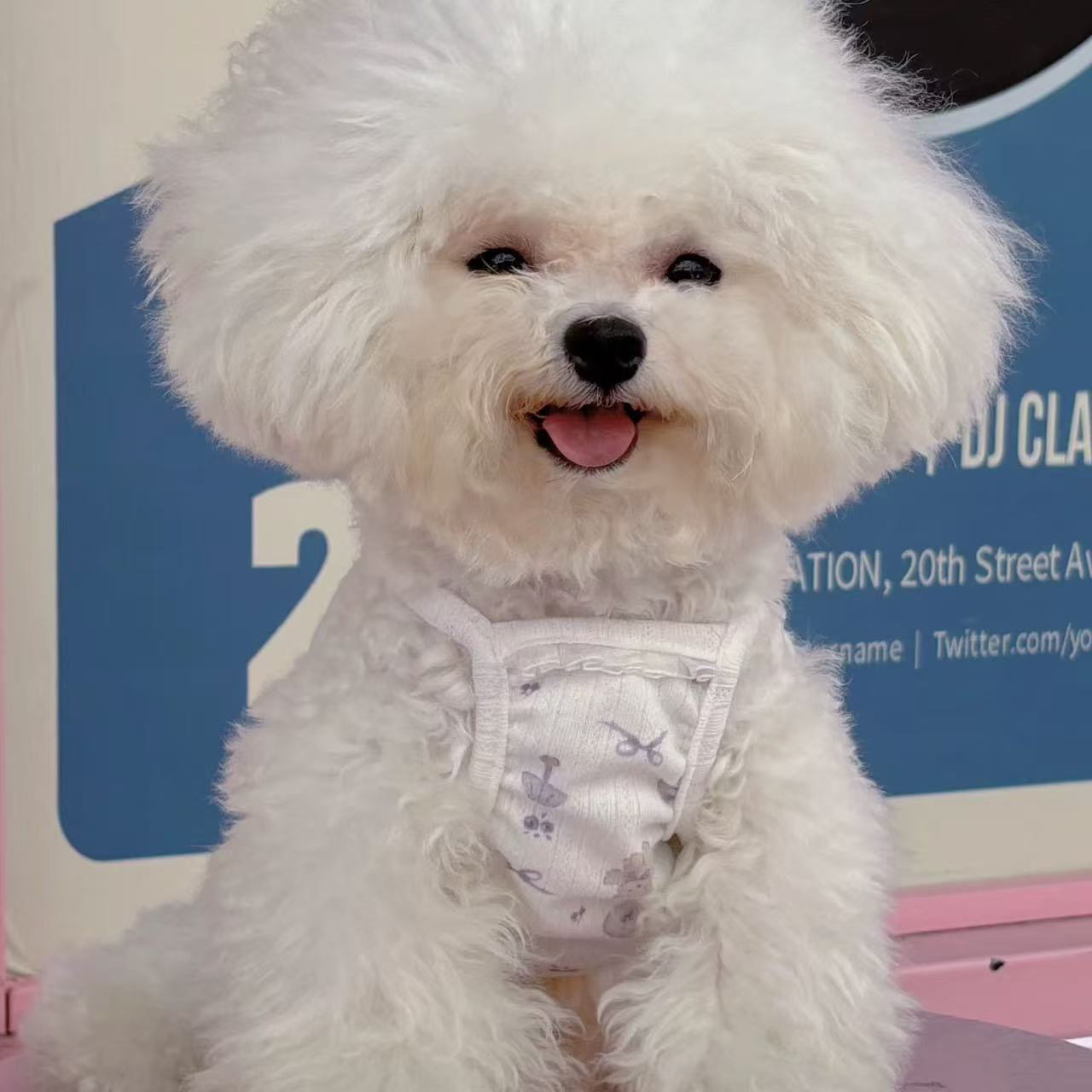 T00346 Pet clothes new patchwork skirt Yorkshire Maltese dog cat pet clothes