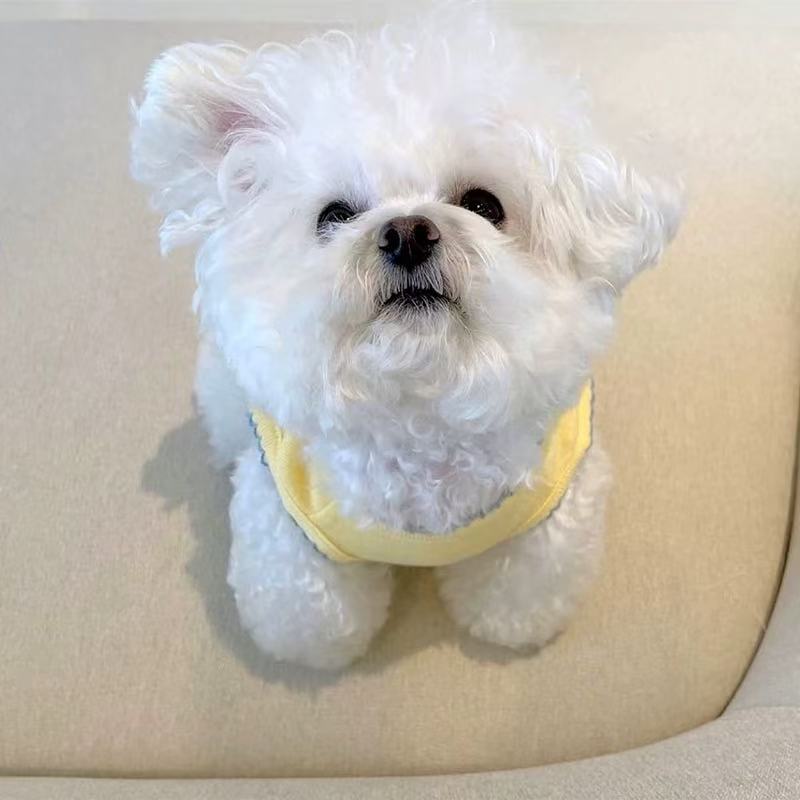T00347 Yorkshire Terrier Dog Korean Puff Sleeve Lace Stretch Shirt Small Dog Comfortable Clothes