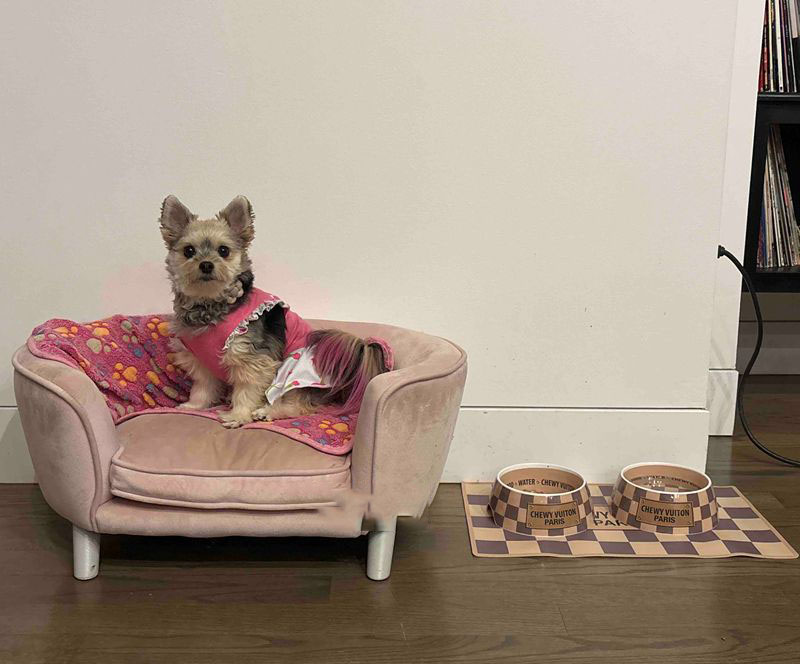 Designer Dog Bowl and Placemat, Pet Food Water Bowls Melamine Non-Slip Skid Proof Heavy Duty for Small Medium Large Dogs Cats Puppies, Luxury Style, B