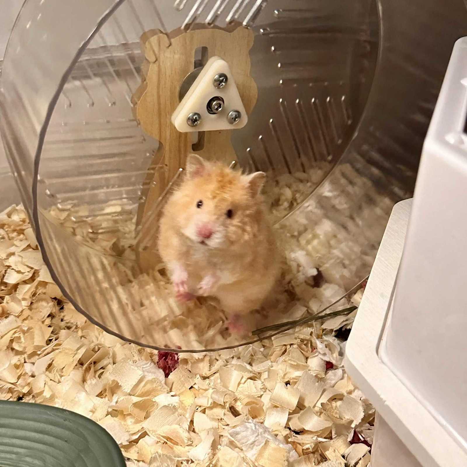 Hamster Running Wheel Golden Bear To Relieve Boredom Toy Roller Ultra-quiet Runner Large Bracket Special For Toy Landscapin M251205