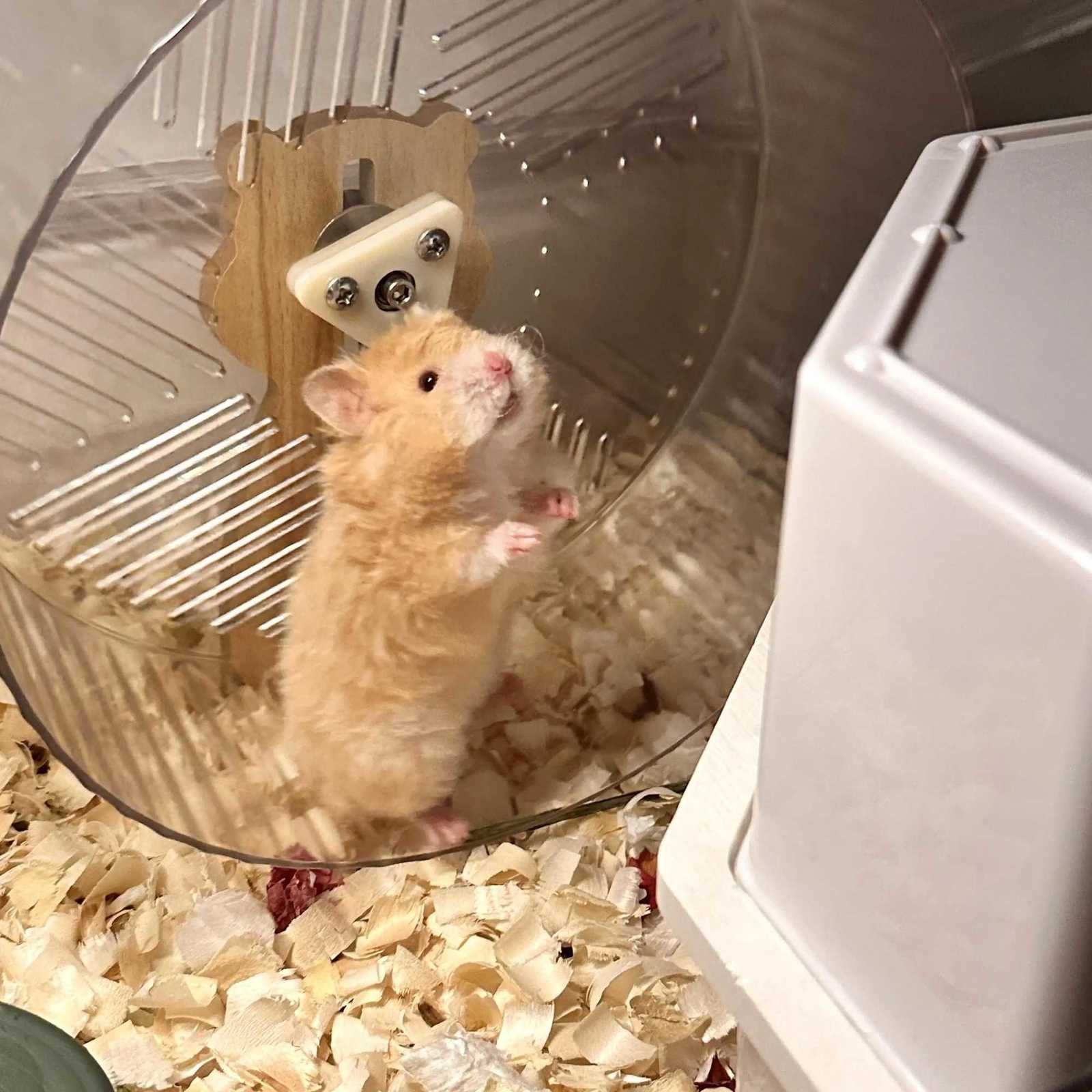 Hamster Running Wheel Golden Bear To Relieve Boredom Toy Roller Ultra-quiet Runner Large Bracket Special For Toy Landscapin M251205