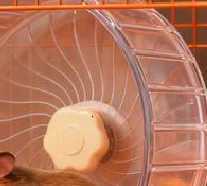 Silent Hamster Wheel Super Smooth Adjustable Stand Hamster Exercise Wheels Duals Bearing Integrated Rat Treadmill Wheels M251205